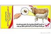  خطر تب خونریزی دهنده کریمه -کنگو را جدی بگیریم